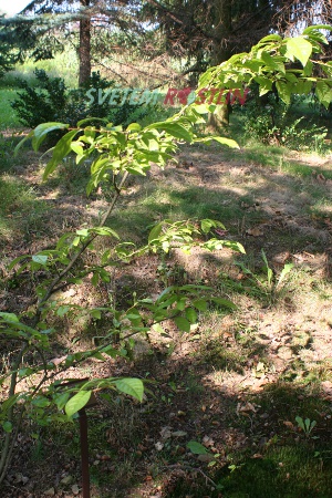orixa japonská - Orixa japonica