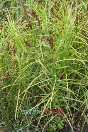 ostřice muskingumenská - Carex muskingumensis