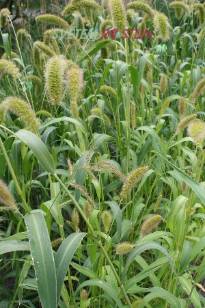 Setaria macrostachya