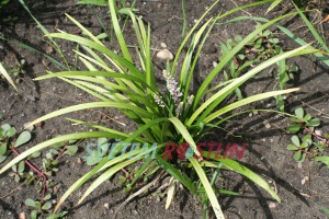 Liriope muscari