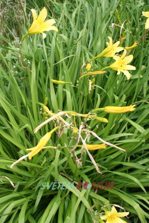 denivka Thunbergova - Hemerocallis thunbergii