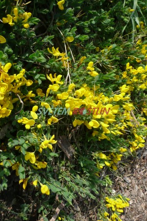 ilimnk rozloen - Cytisus decumbens