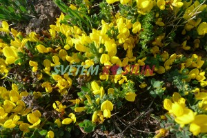 ilimnk rozloen - Cytisus decumbens
