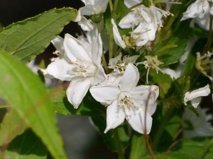 trojpuk štíhlý - Deutzia gracilis
