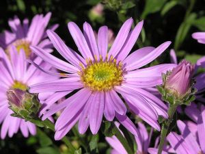 hvězdnice chlumní - Aster amellus