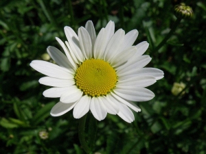 kopretina bílá - Leucanthemum vulgare