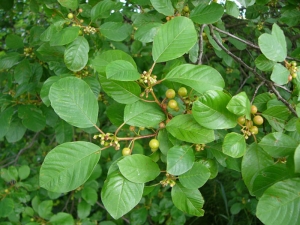 krušina olšová - Frangula alnus