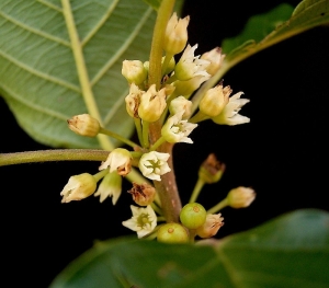 krušina olšová - Frangula alnus