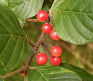 krušina olšová - Frangula alnus