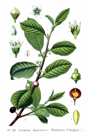 krušina olšová - Frangula alnus