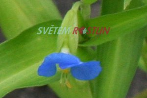 Commelina erecta