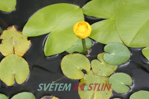 stulík žlutý - Nuphar lutea