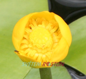 stulík žlutý - Nuphar lutea
