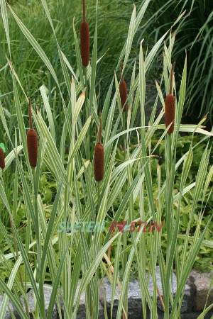 orobinec širokolistý Variegata - Typha latifolia Variegata