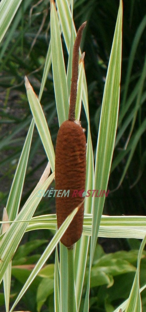 orobinec širokolistý Variegata - Typha latifolia Variegata