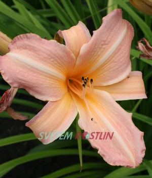 denivka hybrid Sun Singer - Hemerocallis hybrida Sun Singer