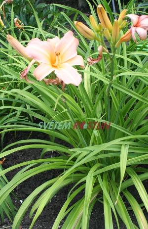denivka hybrid Sun Singer - Hemerocallis hybrida Sun Singer