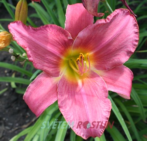 denivka hybrid Monsignor - Hemerocallis hybrida Monsignor