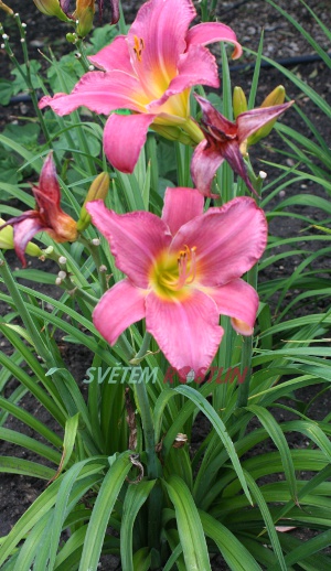 denivka hybrid Monsignor - Hemerocallis hybrida Monsignor