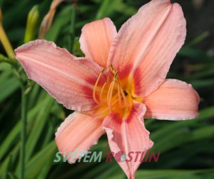 denivka hybrid Cadillac - Hemerocallis hybrida Cadillac