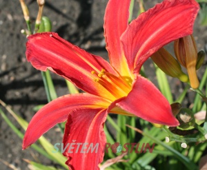 denivka hybrid Alan - Hemerocallis hybrida Alan