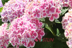 hortenzie velkolistá Frau Taiko - Hydrangea macrophylla Frau Taiko