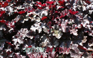 dlužicha Dolce Series LICORICE Tnheu044 - Heuchera Dolce Series LICORICE Tnheu044