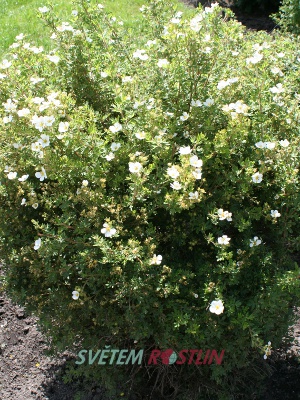 mochna křovitá Abbottswood - Potentilla fruticosa Abbottswood