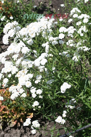 řebříček bertrám - Achillea ptarmica
