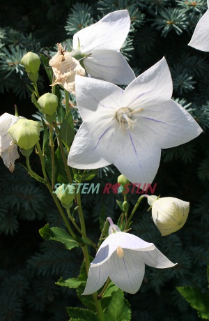 boubelka velkokvětá Album - Platycodon grandiflorus Album