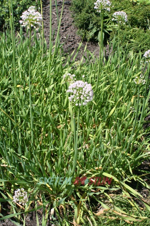 česnek chlumní subsp. montanum - Allium senescens subsp. montanum