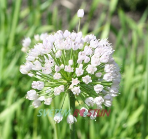 česnek chlumní subsp. montanum - Allium senescens subsp. montanum