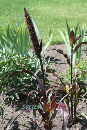 dochan klasnatý Black Knight - Pennisetum glaucum Black Knight