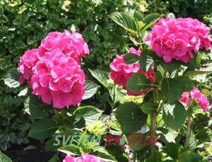hortenzie velkolistá Masja - Hydrangea macrophylla Masja