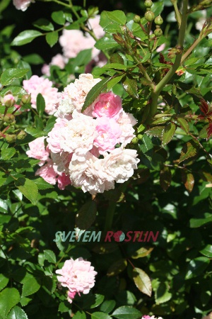 růže The Fairy - Rosa The Fairy