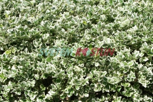 brslen Fortuneův Silver Queen - Euonymus fortunei Silver Queen
