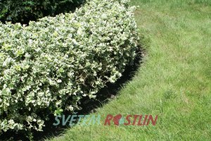 brslen Fortuneův Silver Queen - Euonymus fortunei Silver Queen