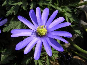 sasanka rozkošná - Anemone blanda