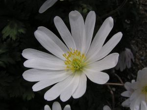 sasanka rozkošná - Anemone blanda