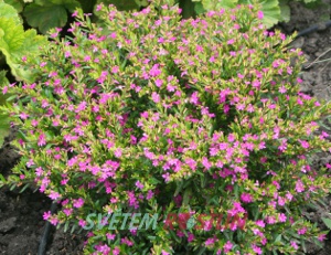 hlazenec - Cuphea hyssopifolia