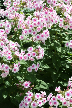 plamenka latnatá Graf Zeppelin - Phlox paniculata Graf Zeppelin