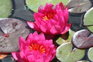 leknín James Brydon - Nymphaea James Brydon