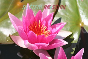 leknín Robinsoni - Nymphaea Robinsoni