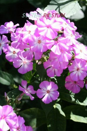 plamenka latnatá Pastorale - Phlox paniculata Pastorale