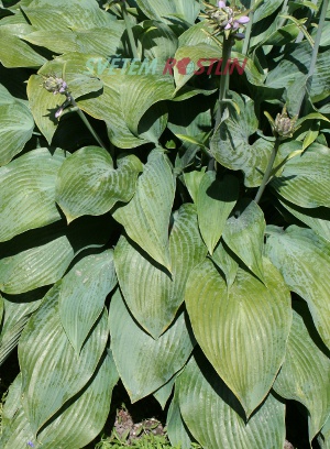 bohyška Silvery Slugproof - Hosta Silvery Slugproof