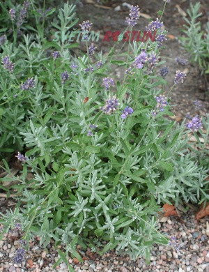 levandule lékařská Munstead - Lavandula angustifolia Munstead