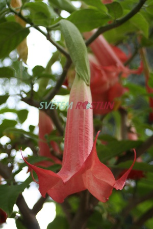 durman × candida - Brugmansia × candida