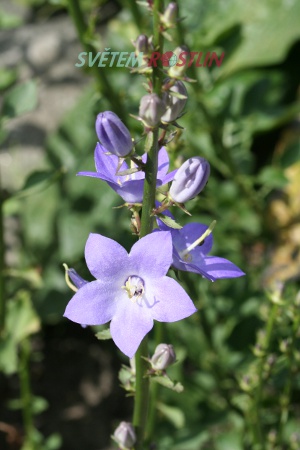 zvonek pyramidalis - Campanula pyramidalis