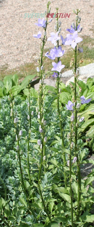 zvonek pyramidalis - Campanula pyramidalis
