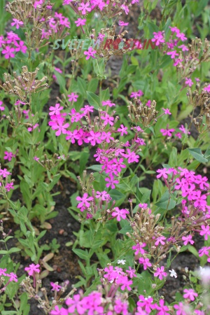 silenka svazčitá - Silene armeria